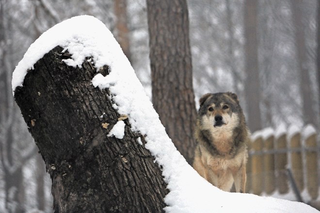 Glede na zadnjo raziskavo  je v Sloveniji med 42 in 64 volkov.  Po odloku jih bo letos iz narave odvzetih deset.