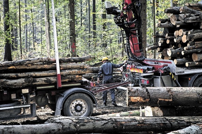 Gozdarsko podjetje SiDG želi letos tudi samo začeti sekati v državnih gozdovih, postopno tudi v zasebnih.
