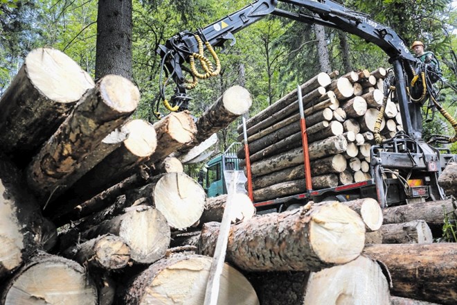 V državnem gozdarskem podjetju SiDG trdijo, da so les iz državnih gozdov razdelili slovenskim kupcem, a jim ti odgovarjajo:...