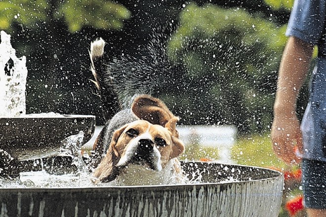Če opazite znake pregrevanja, ohladite psa z vodo in ga odpeljite v  hladen prostor.