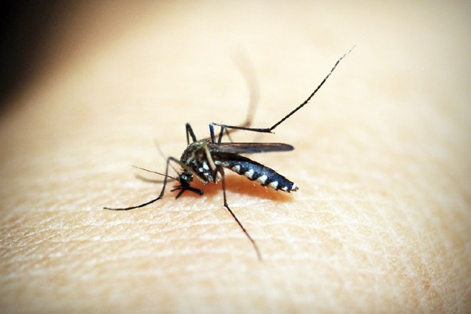 V Kaliforniji bodo izpustili 20 milijonov  komarjev