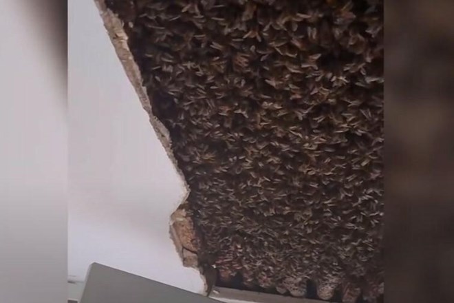 #video 180.000 čebel si je dom ustvarilo v stropu stanovanjske hiše