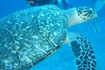 Uspešnica na Youtubeu: Morski želvi uspelo aktivirati kamero in se posneti