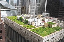 Zelene strehe so pljuča mesta na vrhu zgradb