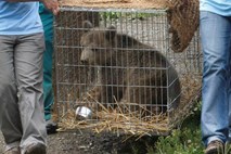 Medved Srečko se v Romuniji dobro počuti