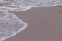 Na puljskih plažah se sonči sredozemska medvedica