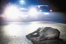 Divjad na cesti: Ranjeni živali se ni pametno približevati