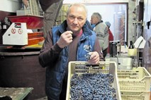 Na Benčinovi domačiji v Ložah so zmleli sušeno grozdje za božični medun