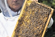 Debevčeve »čirečare« za čebele še naprej delijo stroko 