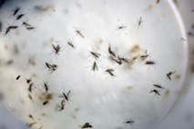 Zakaj imajo komarji nekatere rajši kot druge?