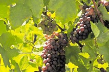 S pobiranjem grozdja za penine se je začela letošnja trgatev na Primorskem
