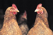 Najnovejši virus ptičje gripe H5N8 povzroča visoko obolevnost in visok pogin živali
