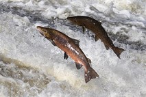 Norveška lani z rekordnim zaslužkom z lososi