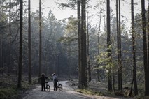 Skoraj polovico gozdov v Triglavskem narodnem parku je Nadškofija Ljubljana dobila nazaj v zadnjih treh letih in pol 