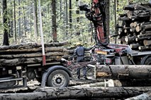 Politiki še naprej stegujejo lovke po podjetju Slovenski državni gozdovi   