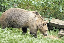 Ponovni napad vlade na medvede in volkove