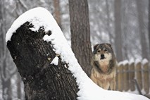 Zveri: Kmetijsko gospodarska zbornica  bi volkove kar iztrebila