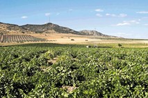 V Evropi tri milijone hektarov vinogradov