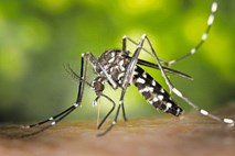 Tigrasti komar obožuje odslužene avtomobilske gume