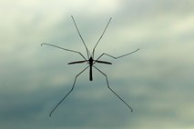  Izjalovljen načrt znanstvenikov: gensko spreminjanje ustvarilo še odpornejše komarje 