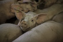 Na Poljskem svinje požrle svojega rejca