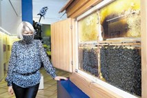 Ne le opazovati, čebelarstvo je v prenovljenem muzeju mogoče tudi doživeti