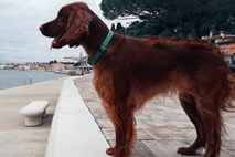 Obvezna oprema lastnika psa v Piranu po novem vrečka in voda