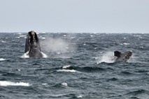 V bližini Mljeta opazili kita