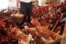 Uprava za varno hrano preklicala ukrepe zaradi ptičje gripe