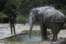 Znanstveniki ugotavljajo, da bi se lahko sloni klicali po imenih