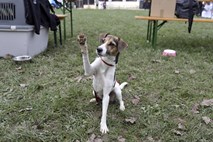 Obvezno šolanje za lastnike psov v Avstriji