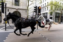 London: ponovno kaos v prometu zaradi pobeglih konj