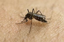 Nadležni komarji: zakaj imajo ene ljudi raje kot druge