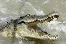 Avstralska policija po napadu krokodila našla posmrtne ostanke 12-letne deklice