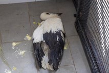 Štorkljam, poškodovanim med hudim neurjem na vzhodu Hrvaške, pomagajo v živalskem vrtu v Osijeku