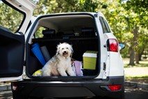 Prevoz malih živali v avtomobilih: Že manjši pes lahko postane živi izstrelek